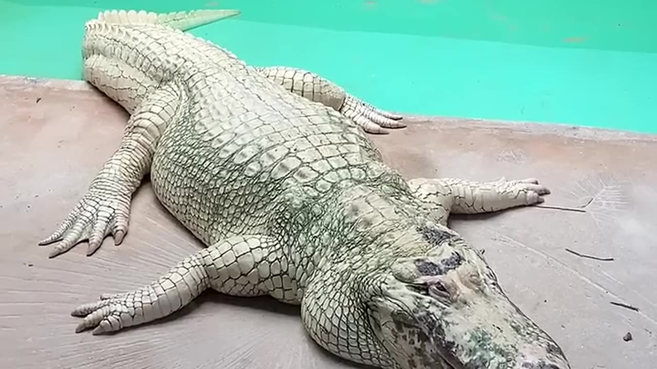 White Alligator