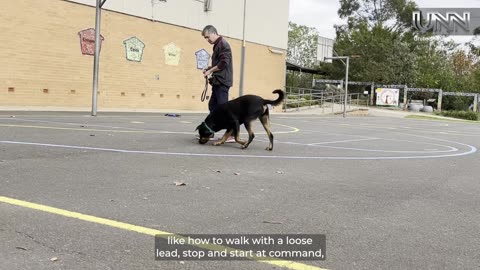 Training your dog is tough but rewarding! 🐾 Treats & patience are key.