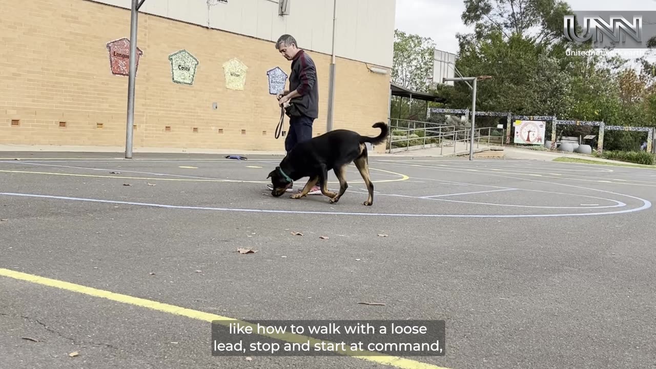 Training your dog is tough but rewarding! 🐾 Treats & patience are key.