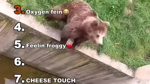 Best funny animals moments
