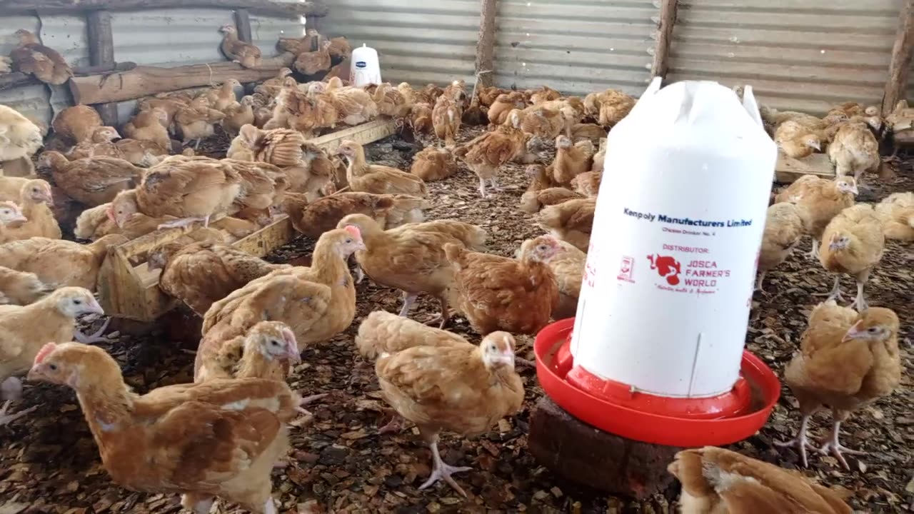 Sasso Chicken Breed: The Best Poultry for Meat & Eggs!