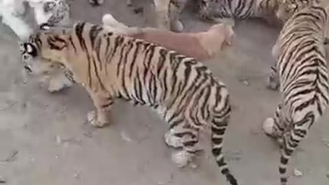 Golden_Retriever_Adopts_Tiger_Cubs_😍