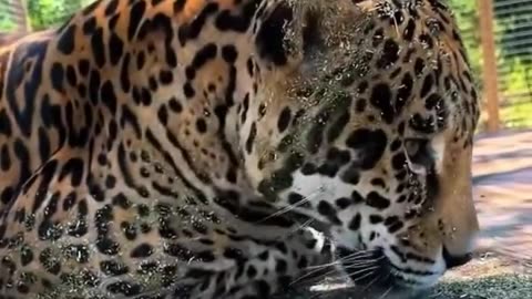 🤯✨ Caretaker Gives Catnip to a Jaguar! | FeedMyCuriosity