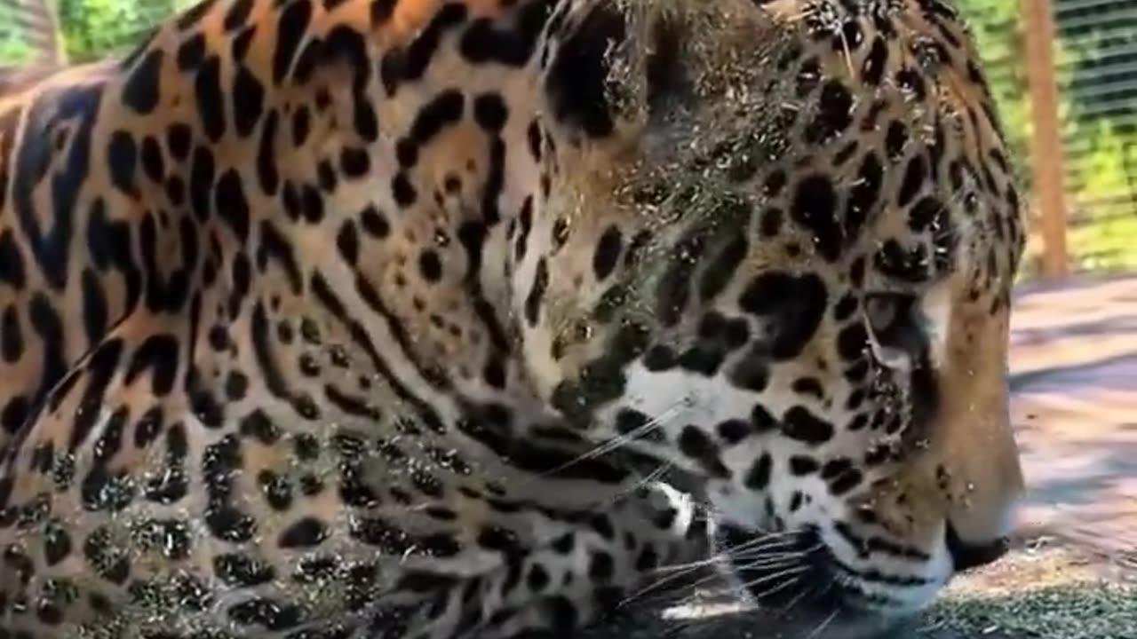 🤯✨ Caretaker Gives Catnip to a Jaguar! | FeedMyCuriosity