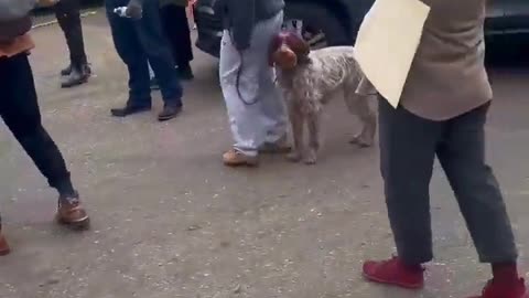 ICE physically assault peaceful protesters