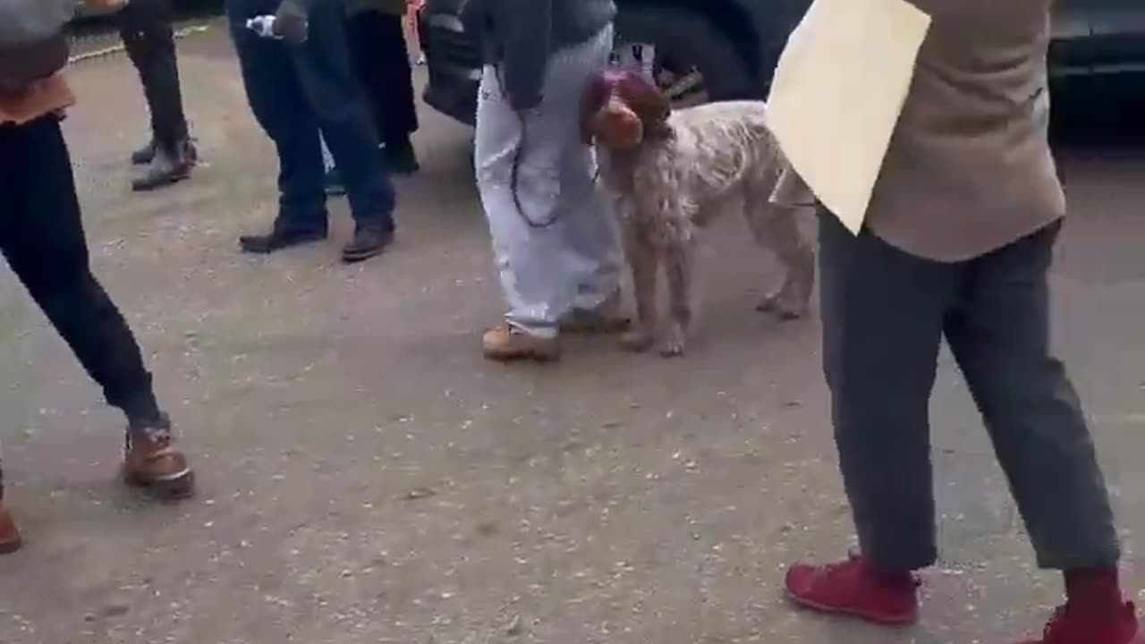 ICE physically assault peaceful protesters