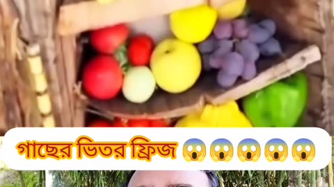 Human talent at its best | Tree fridge system