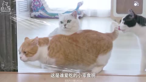 This Animal Can Imitate Anything