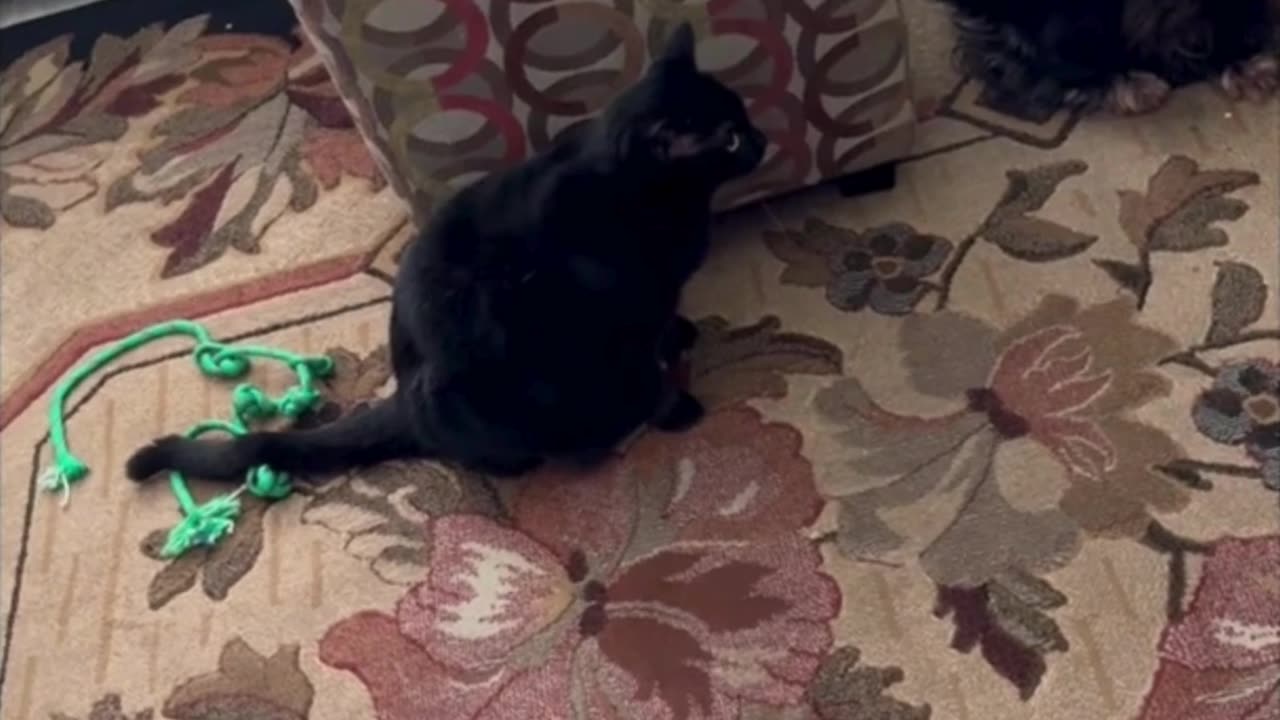 Cute Precious Piper is Staring at the Dog - Adopting a Cat from a Shelter Vlog #shorts