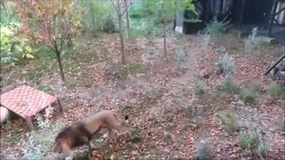 Lion Roaring Compilation