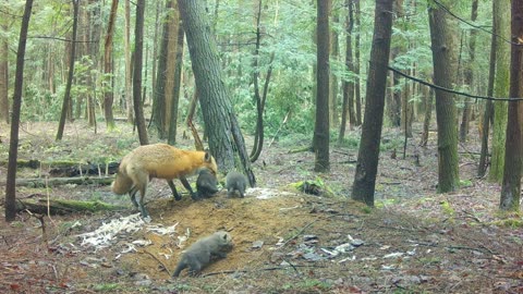 Fox Tries to Corral Kits into Den