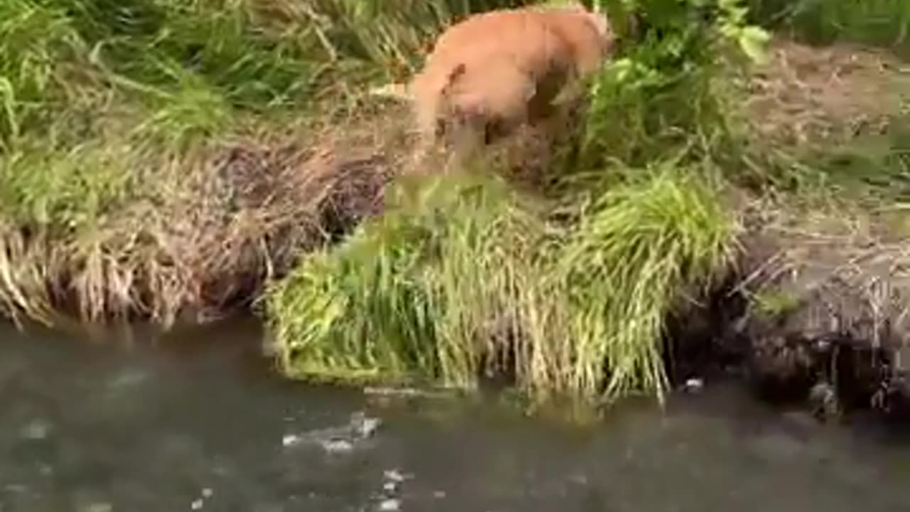 😂💡 He Knows What He's Doing! | FunFM