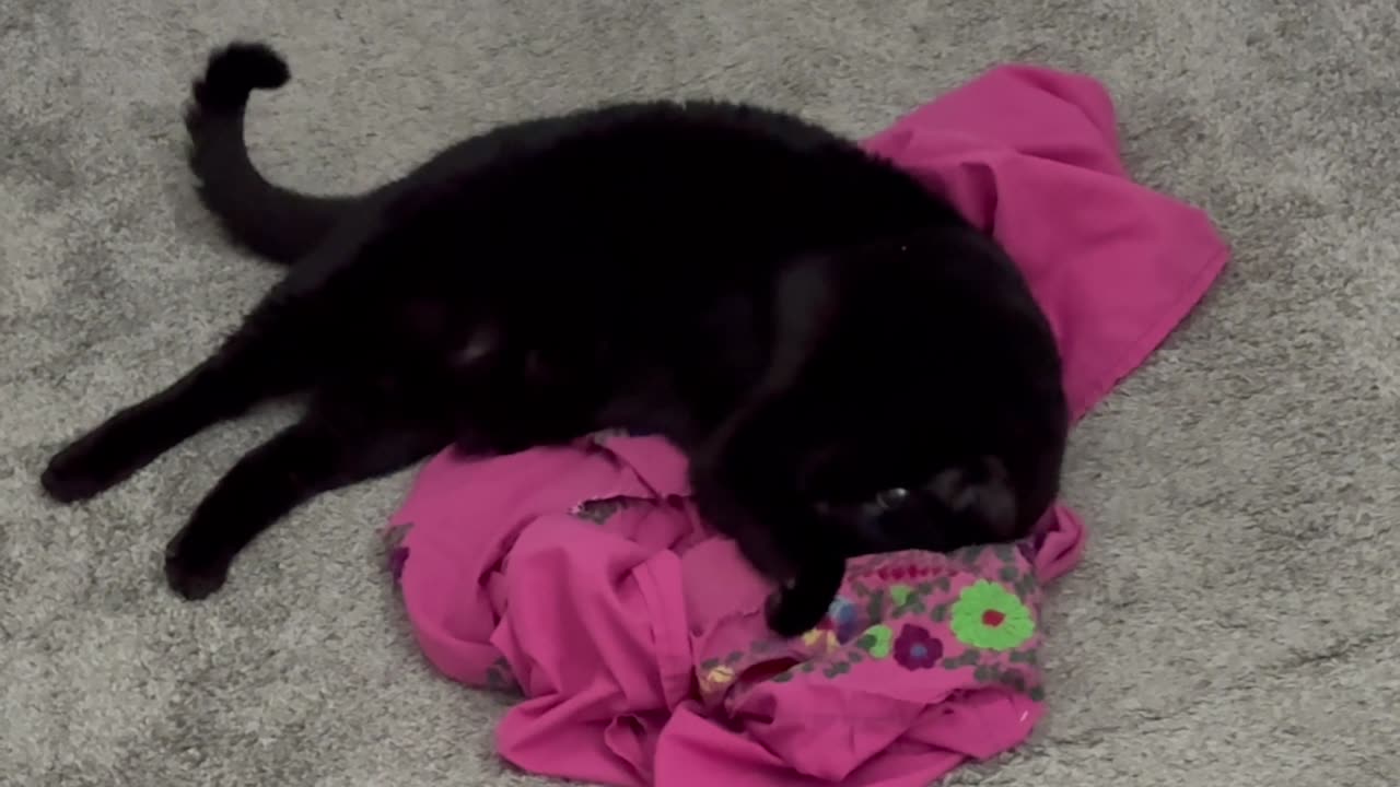 Precious Piper Causes a Cute Overload - My Adopted Shelter Cat Vlog
