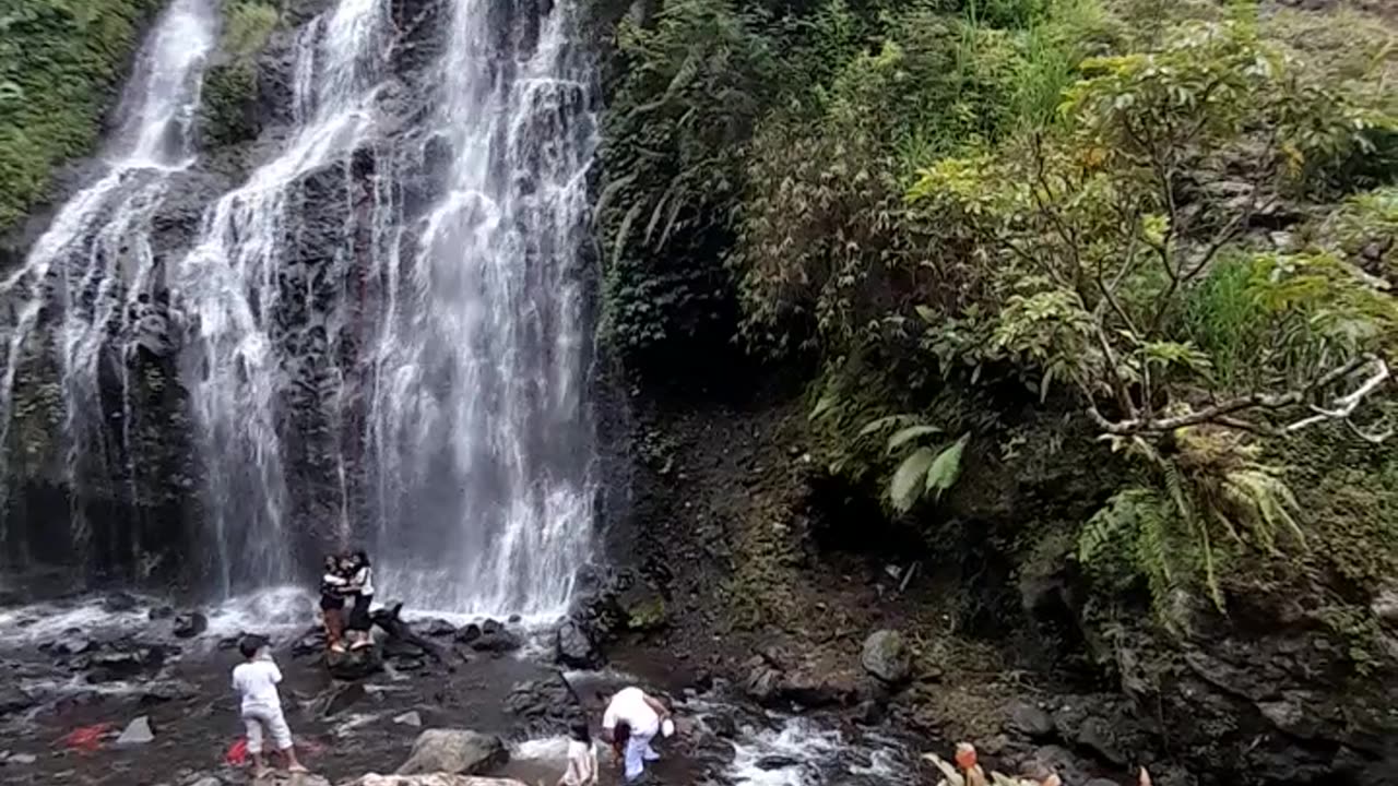 Birds of the Forest
