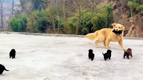 Every little one wants to play. #Cured by My Little Dog #The Prettiest Dog in the Village