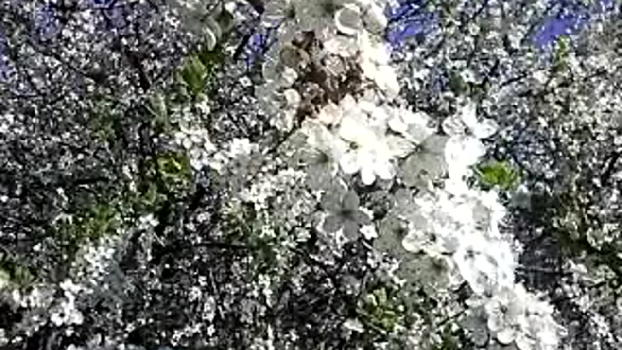 Nature's Teamwork: How Bees and Blackthorn Thrive Together