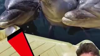 Bottle Nose Dolphins