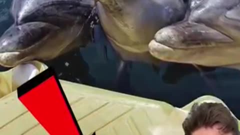 Bottle Nose Dolphins