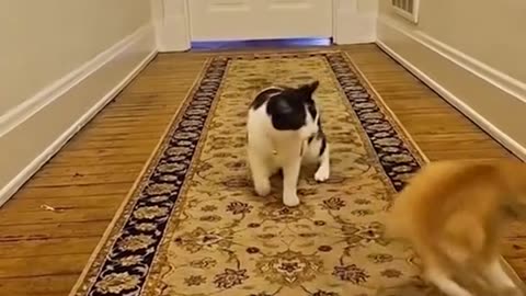 Cat's hilarious reaction to seeing a cucumber for the first time