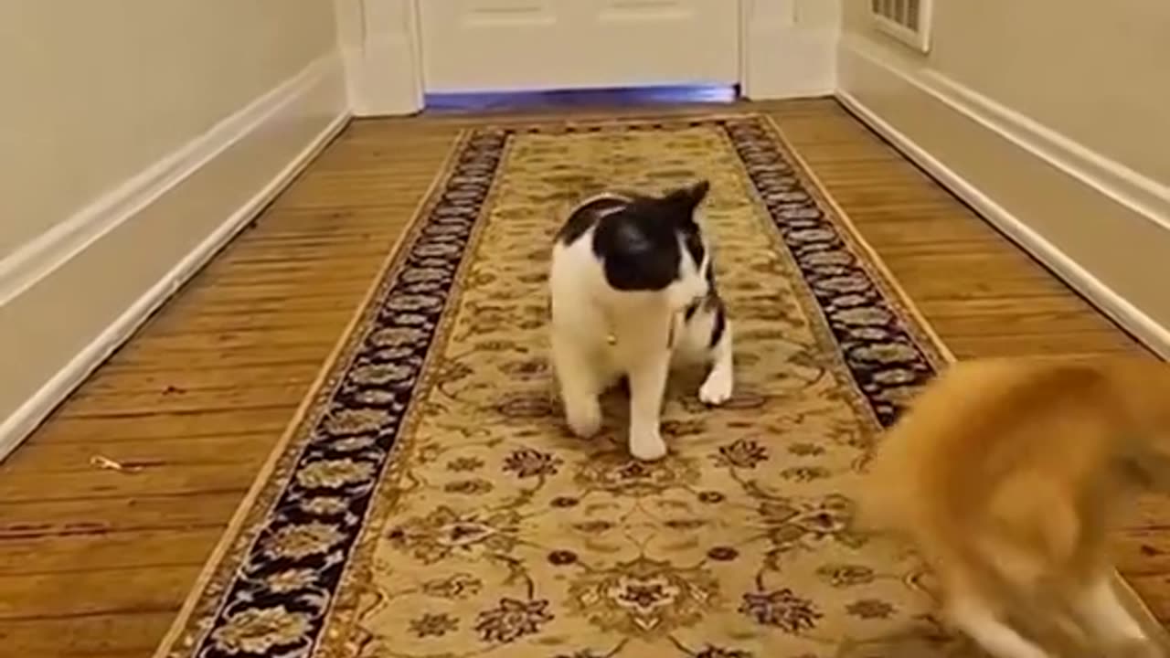 Cat's hilarious reaction to seeing a cucumber for the first time