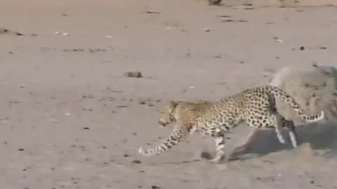 Leopard Walks Right into a Lion #lion #animal