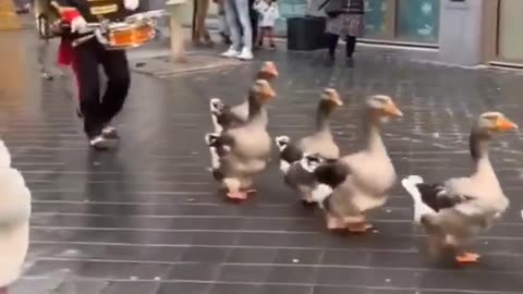 🦆🎉 Thousands of Geese March in a Hilarious Parade! | FunFM