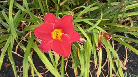 Daylily