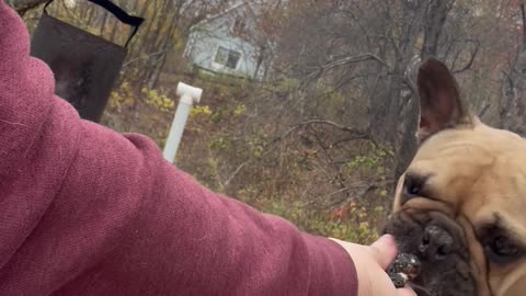 PSA: Never Give Your Bulldog a Marshmallow