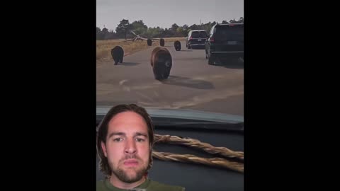Animals leaving Yellow Stone Park?