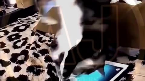 Funny animals video