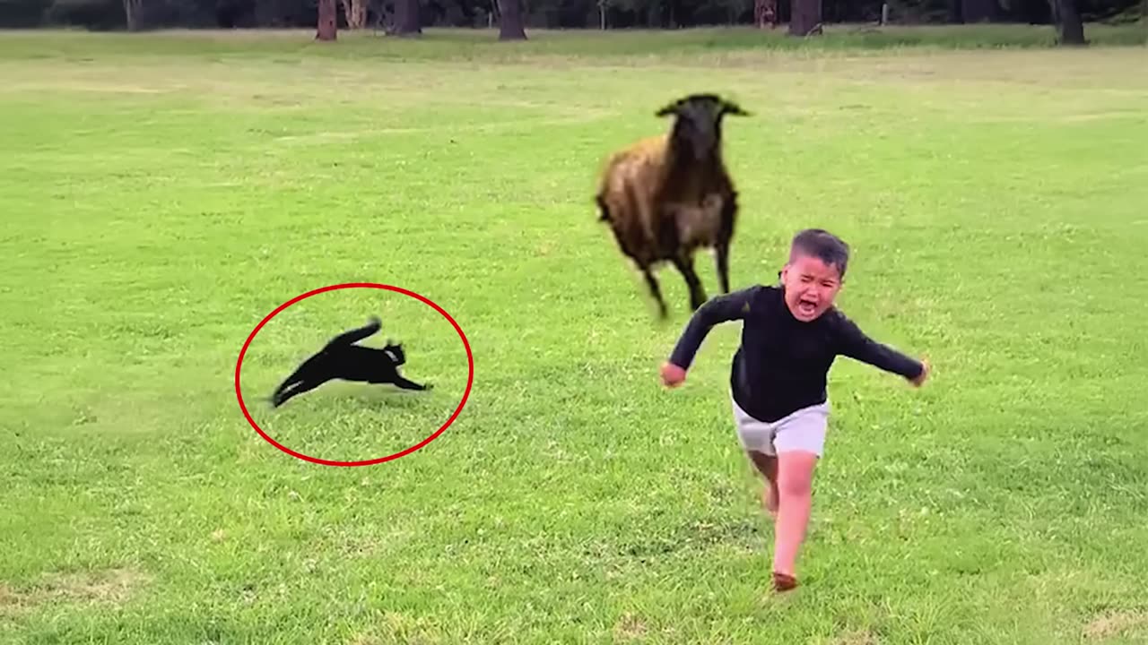 BEST of Hero Animals That Saved Human Lives, You Must See!