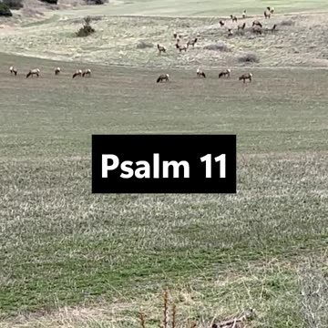 Psalm 11 #God #Jesus #prayingpsalms