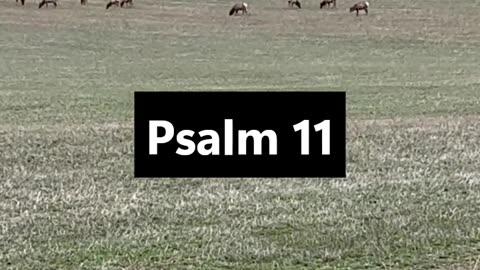 Psalm 11 #God #Jesus #prayingpsalms