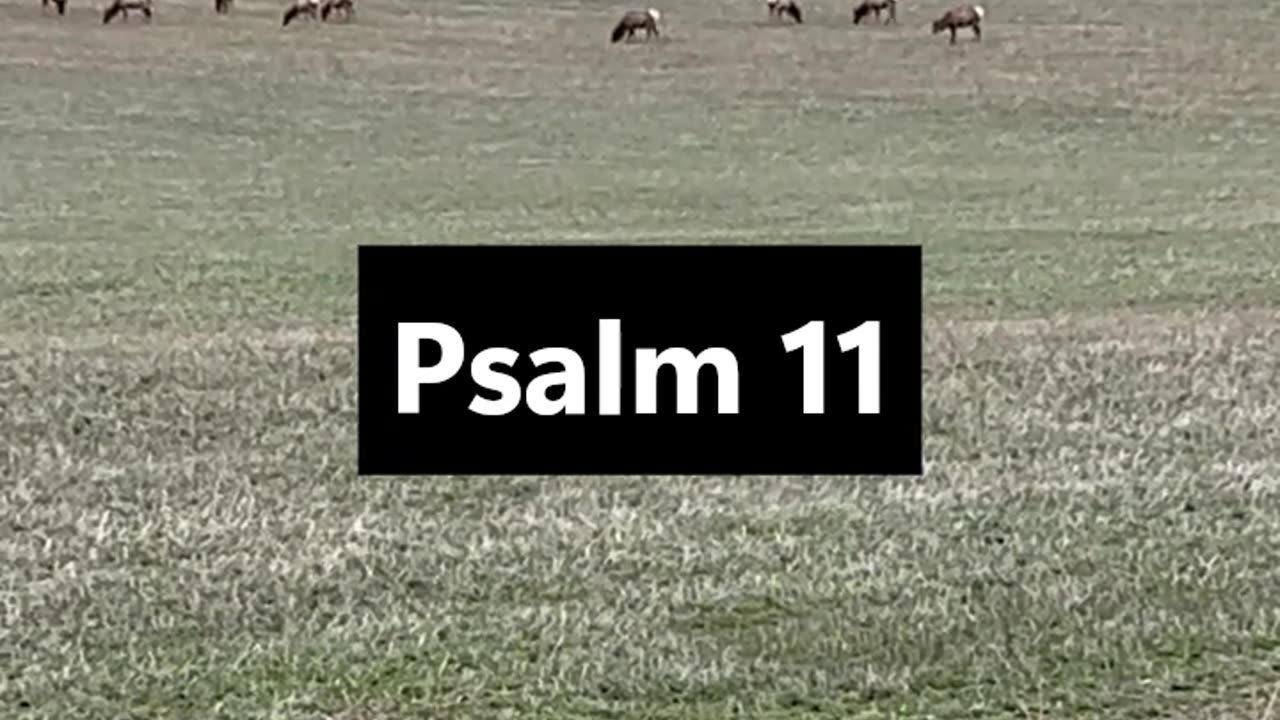 Psalm 11 #God #Jesus #prayingpsalms