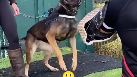 TOP 4 MOST FAMOUS MILITARY DOGS IN U.S. HISTORY