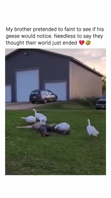 Guy Pretends To Faint In Front Of His Geese 😆