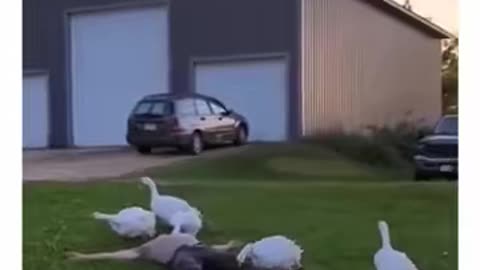 Guy Pretends To Faint In Front Of His Geese 😆