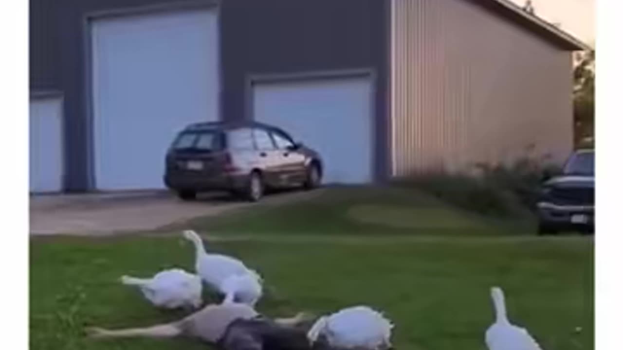 Guy Pretends To Faint In Front Of His Geese 😆