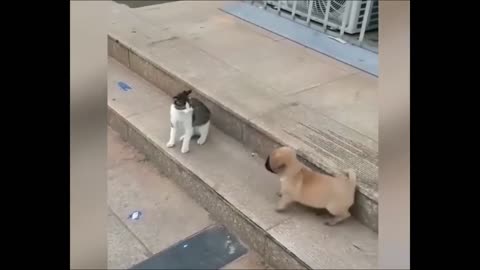 Funny animal video