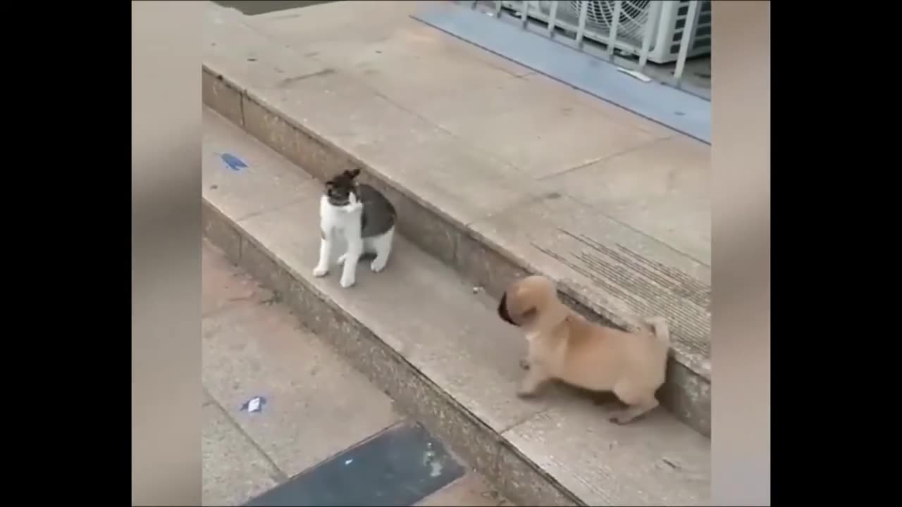 Funny animal video