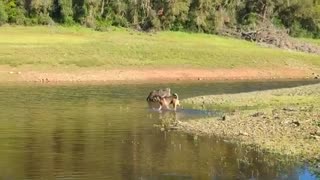 Dog Bathing