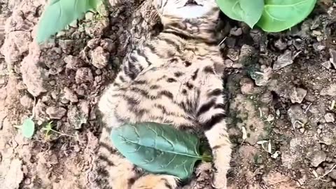 Funny cat