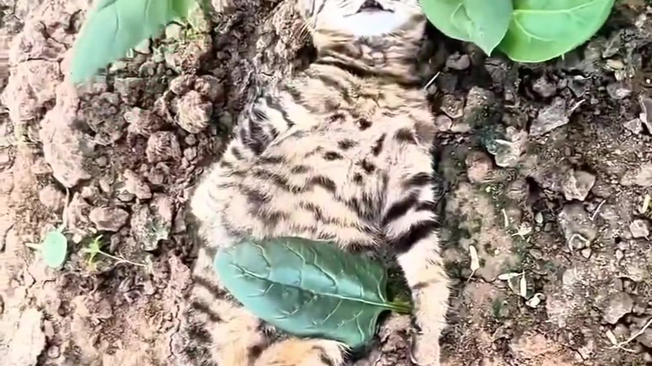 Funny cat