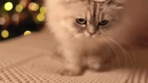 🐱🎄 My Cat Put On a Christmas Cap… And Instantly Became the Holiday Mood 😍✨