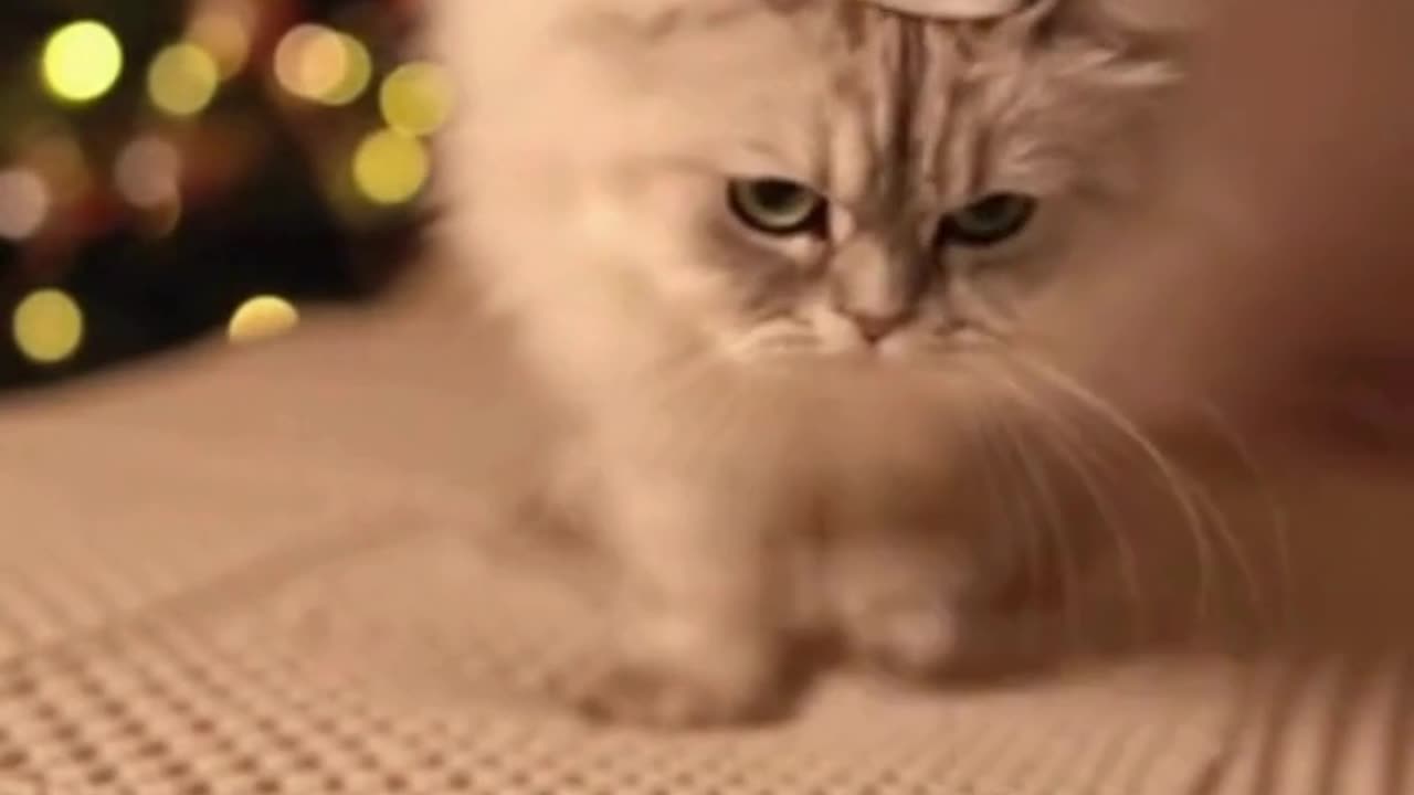 🐱🎄 My Cat Put On a Christmas Cap… And Instantly Became the Holiday Mood 😍✨