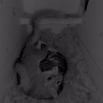 The way squirrels sleep 😊