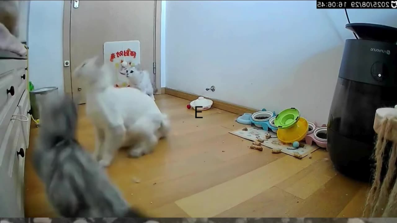 The Most Epic Cat Battle You'll Ever See