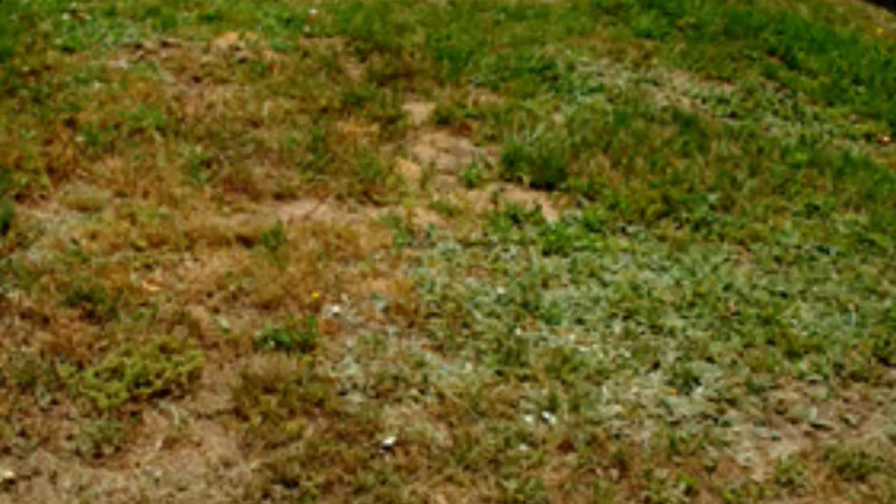 FAMOUS GRAVES - VOL. 614: JACK DEMPSEY