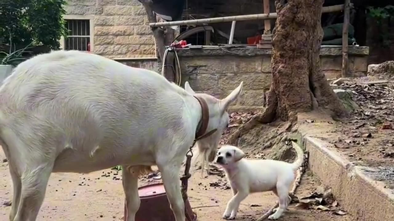 Small Dog Try To Fight With Goat