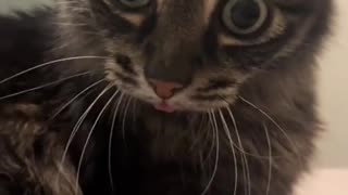 😂🐶 What Did He See? | FunFM
